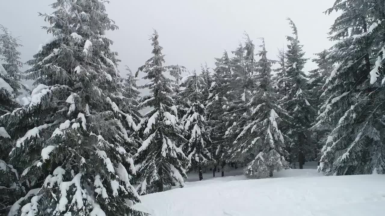 Stock Video Fog Covering A Beautiful Forest In Winter Live Wallpaper For PC