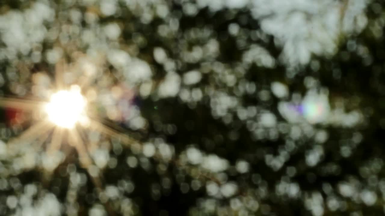 Stock Video Focusing Through Leaves Live Wallpaper For PC