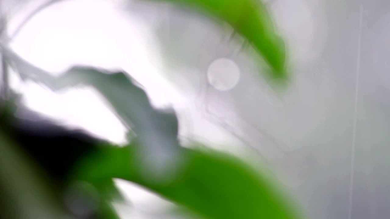 Stock Video Focusing On Drops Of Rain Live Wallpaper For PC