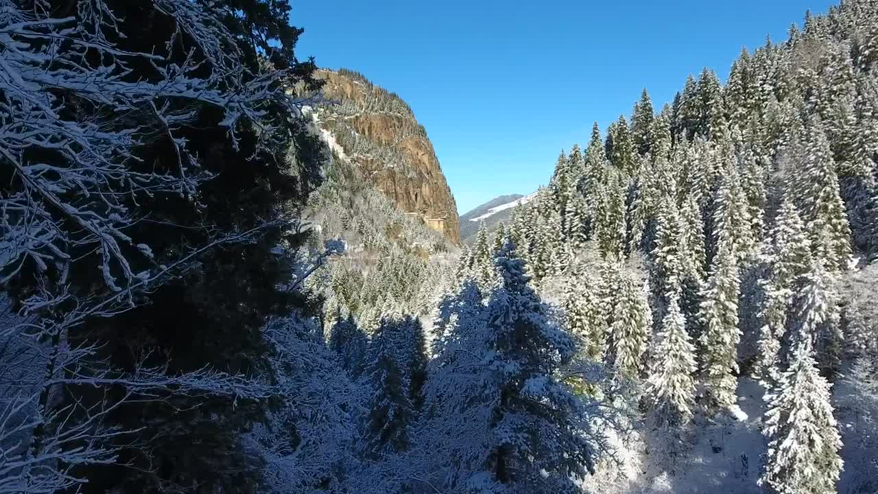 Stock Video Flythrough The Winter Forest Live Wallpaper For PC