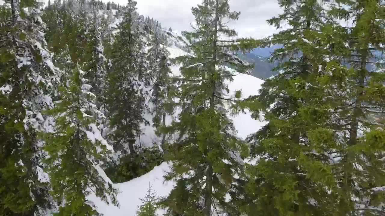 Stock Video Flying Through The Trees On The Top Of A Snowy Live Wallpaper For PC