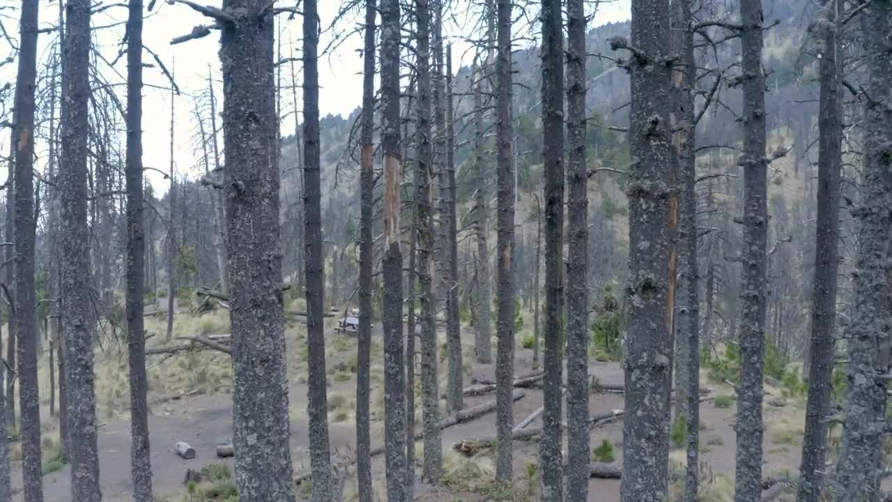 Stock Video Flying Through The Trees Of A Forest Live Wallpaper For PC
