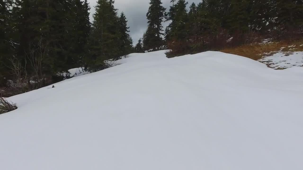 Stock Video Flying Through The Snowy Forest On A Cloudy Day Live Wallpaper For PC