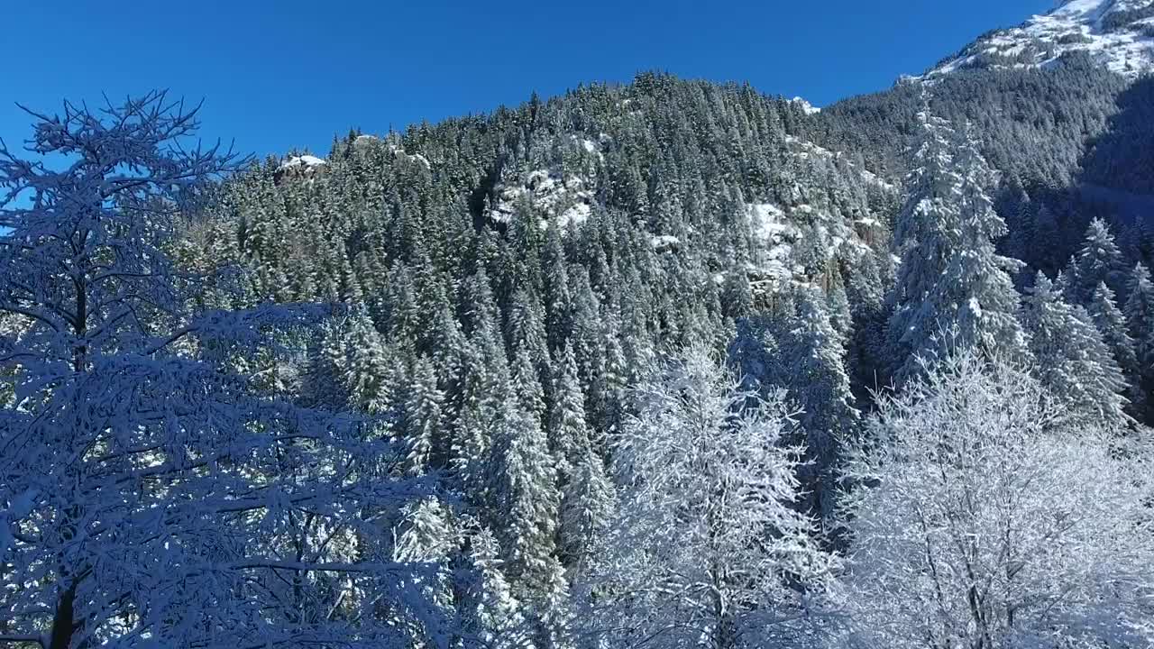 Stock Video Flying Through The Forest In The Winter Live Wallpaper For PC