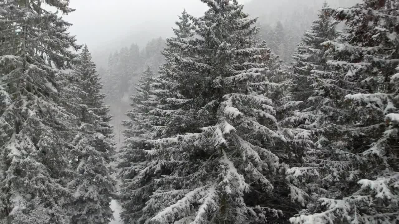 Stock Video Flying Through A Snowy Forest Between The Pine Trees Live Wallpaper For PC