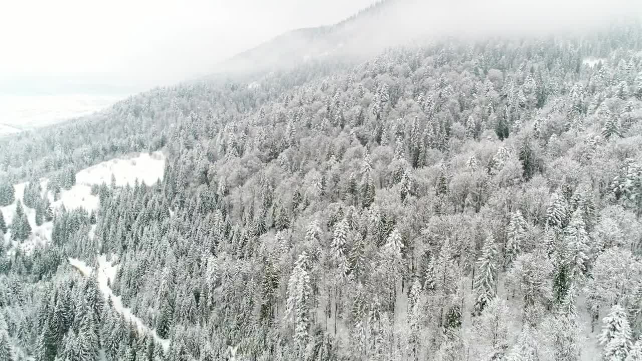 Stock Video Flying Through A Beautiful Forest Completely Frozen Live Wallpaper For PC