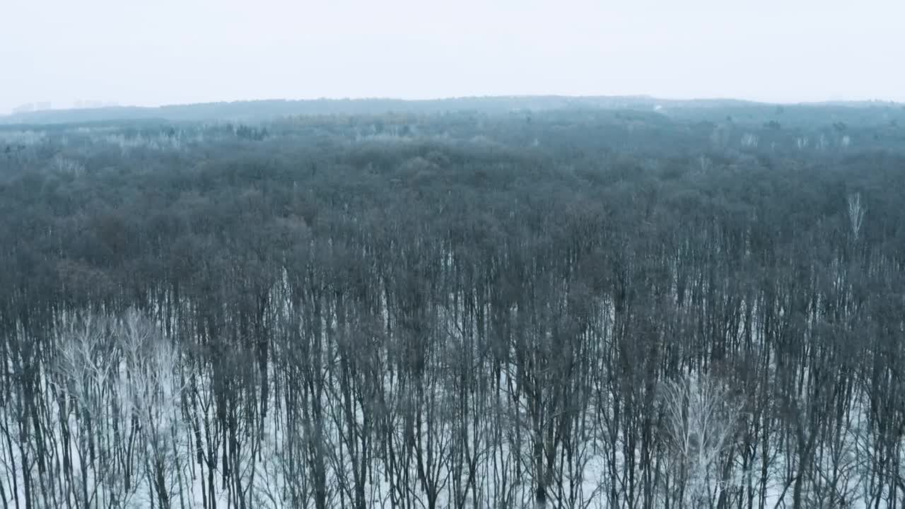 Stock Video Flying Slowly Over A Winter Forest Live Wallpaper For PC