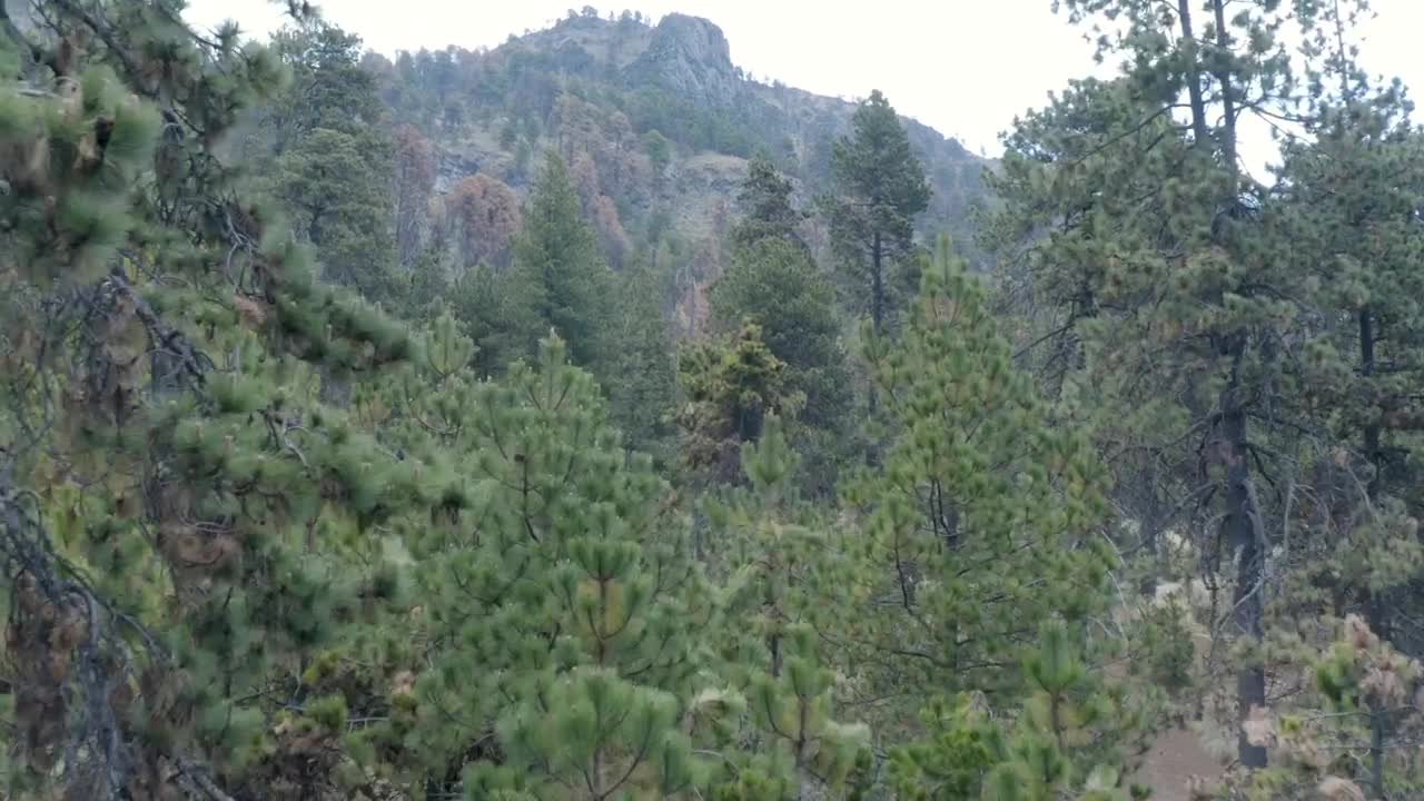 Stock Video Flying Slowly Over A Forest Live Wallpaper For PC