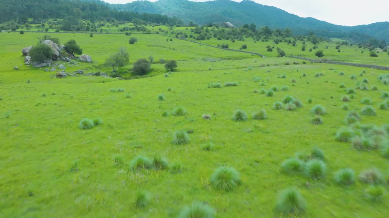 Stock Video Flying Quickly Over A Grassy Meadow Live Wallpaper For PC