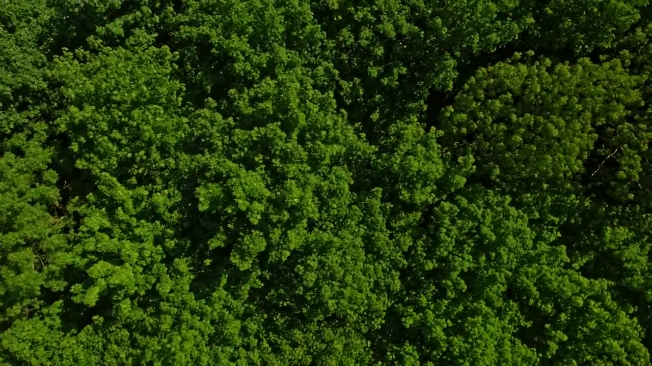 Stock Video Flying Over Tree Tops Live Wallpaper For PC