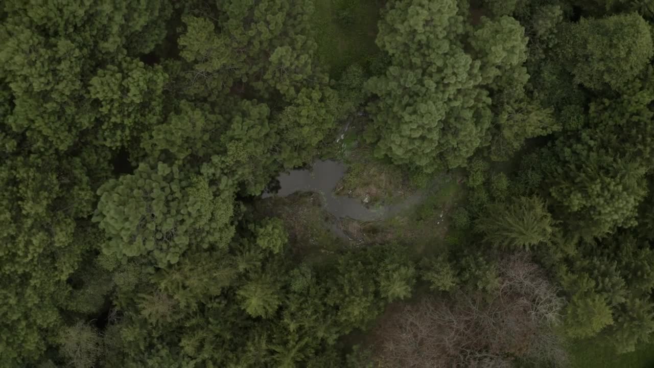 Stock Video Flying Over The Trees Of A Forest With A Small Live Wallpaper For PC