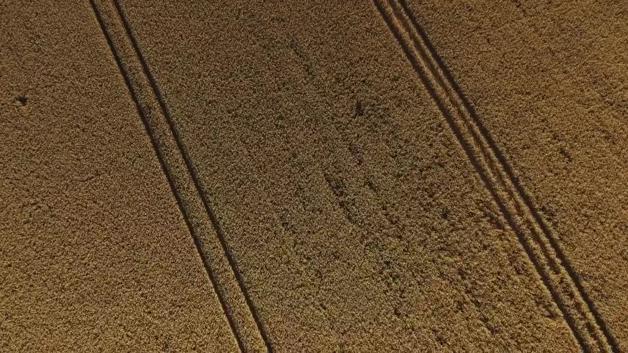 Stock Video Flying Over Summer Crops Live Wallpaper For PC