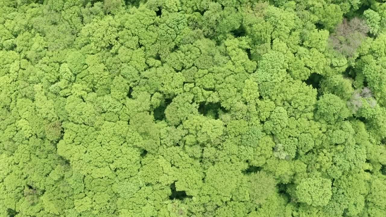 Stock Video Flying Over Green Forest Live Wallpaper For PC