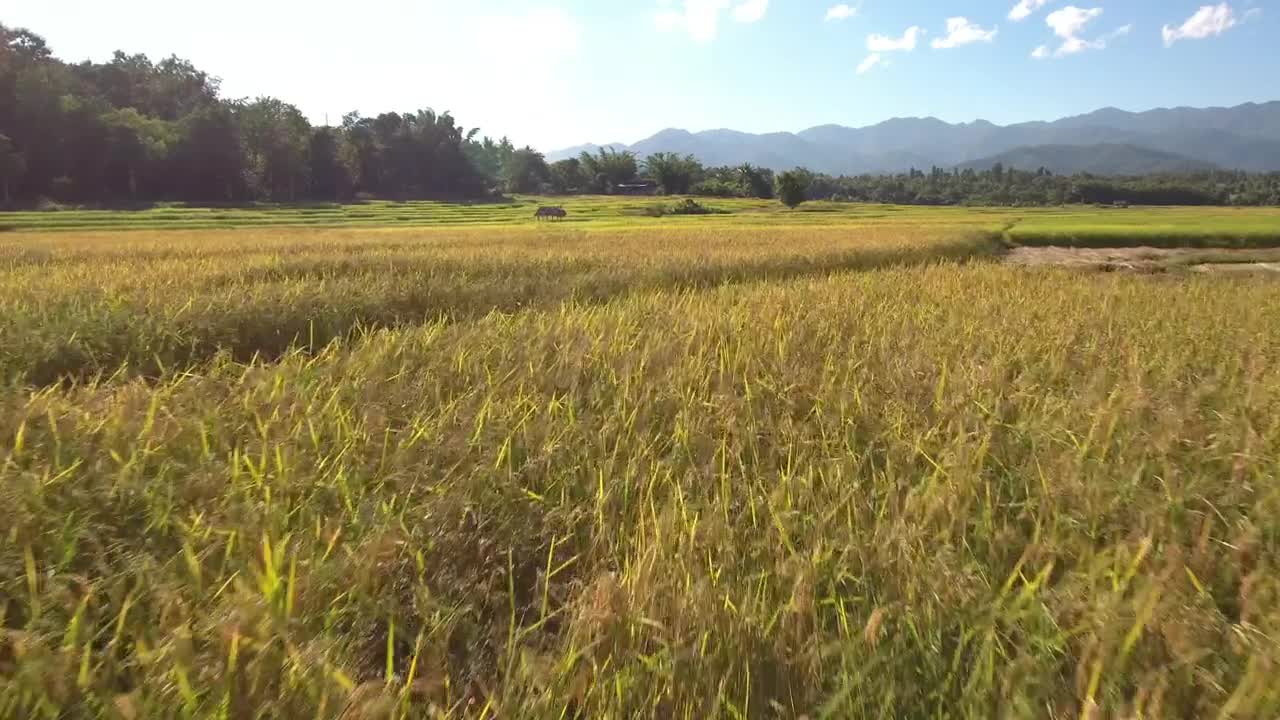 Stock Video Flying Over Fields Of Crops Live Wallpaper For PC