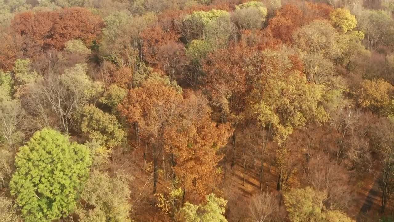 Stock Video Flying Over An Autumn Forest Live Wallpaper For PC