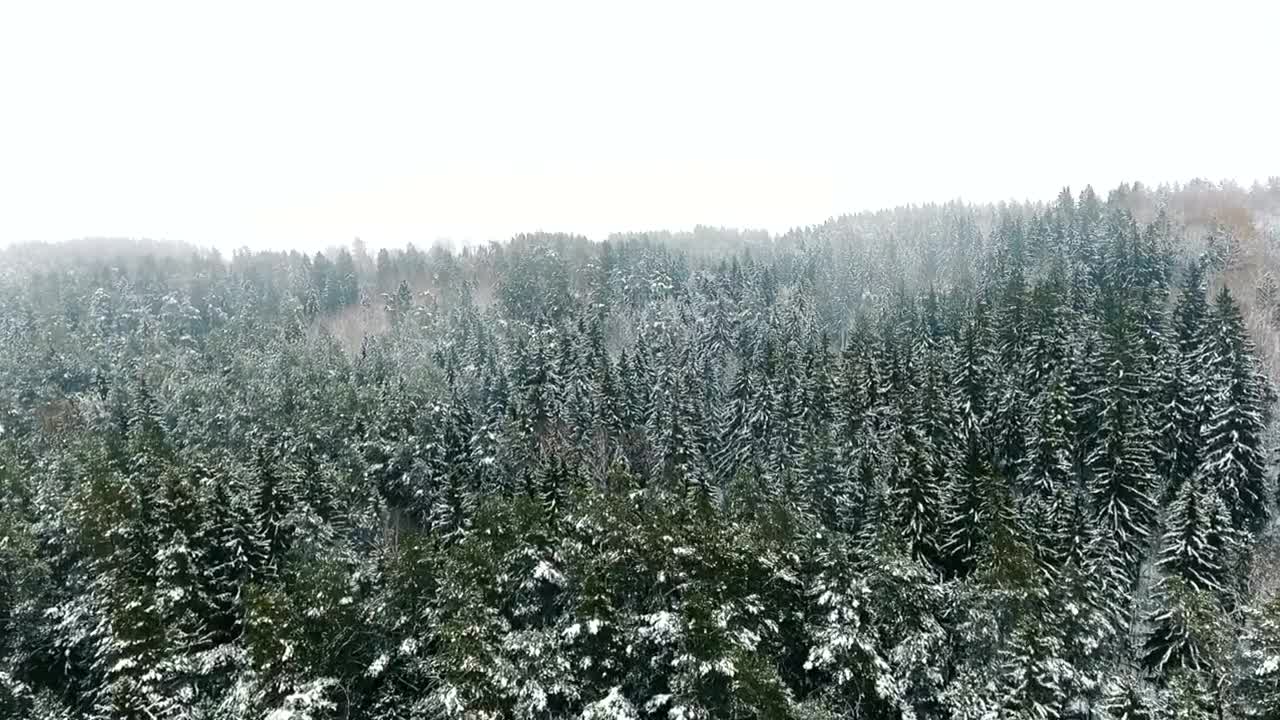 Stock Video Flying Over A Winter Forest Live Wallpaper For PC