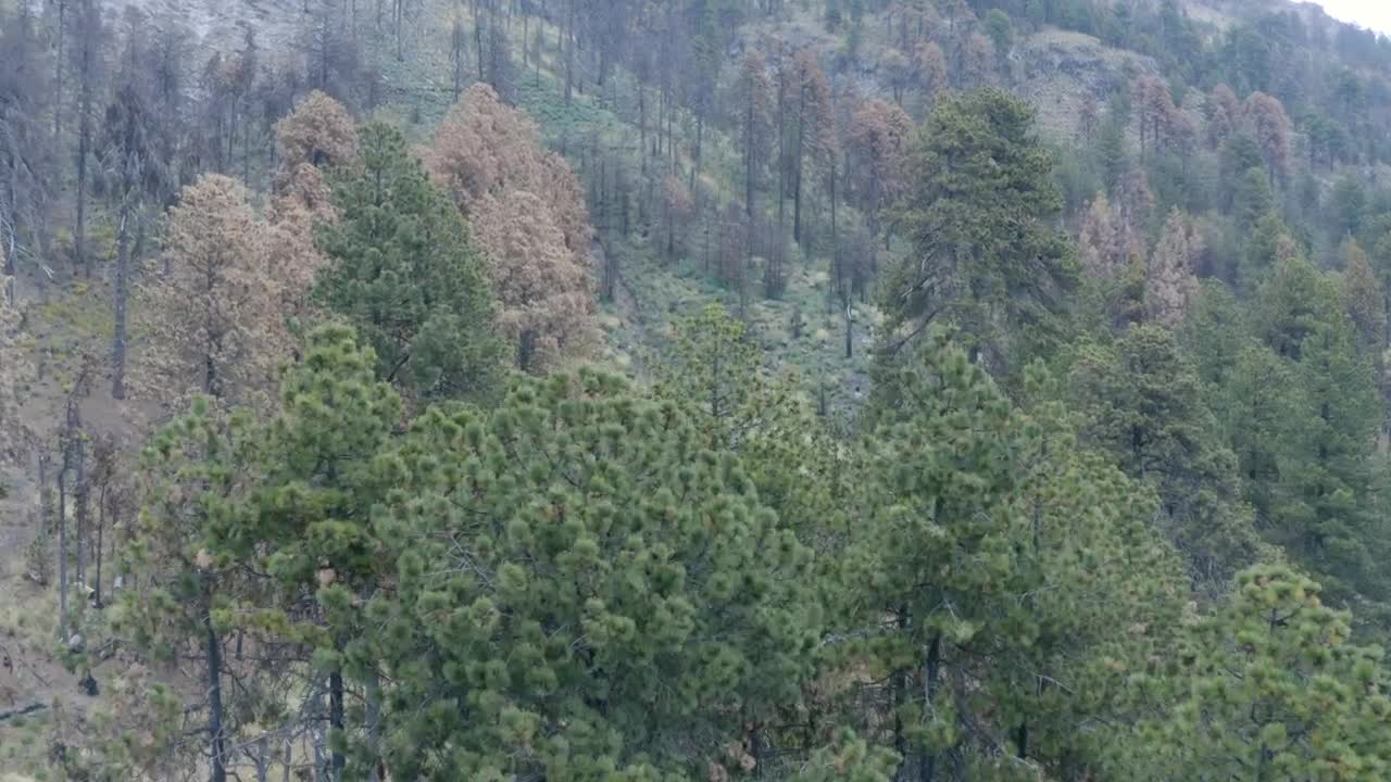 Stock Video Flying Over A Temperate Forest Live Wallpaper For PC