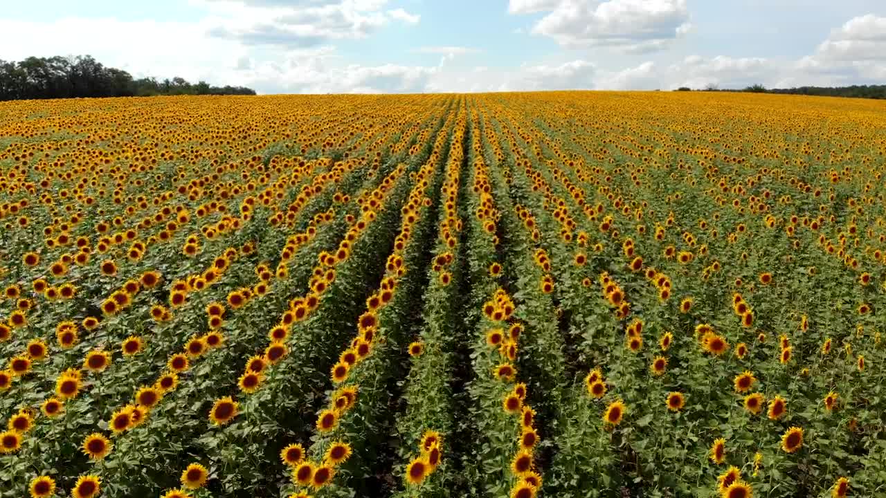Stock Video Flying Over A Sunflower Field In The Morning Live Wallpaper For PC