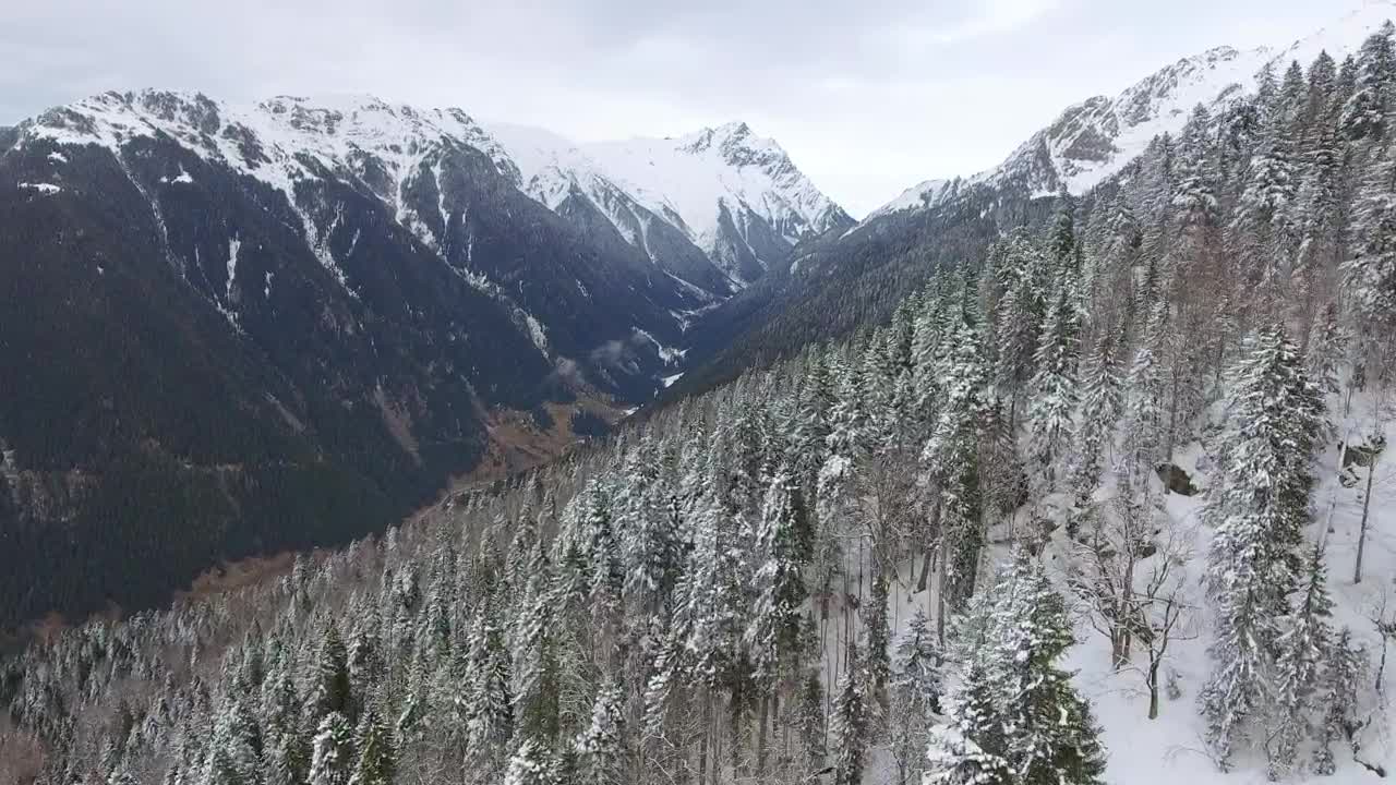 Stock Video Flying Over A Snowy Forest In The Mountains Live Wallpaper For PC