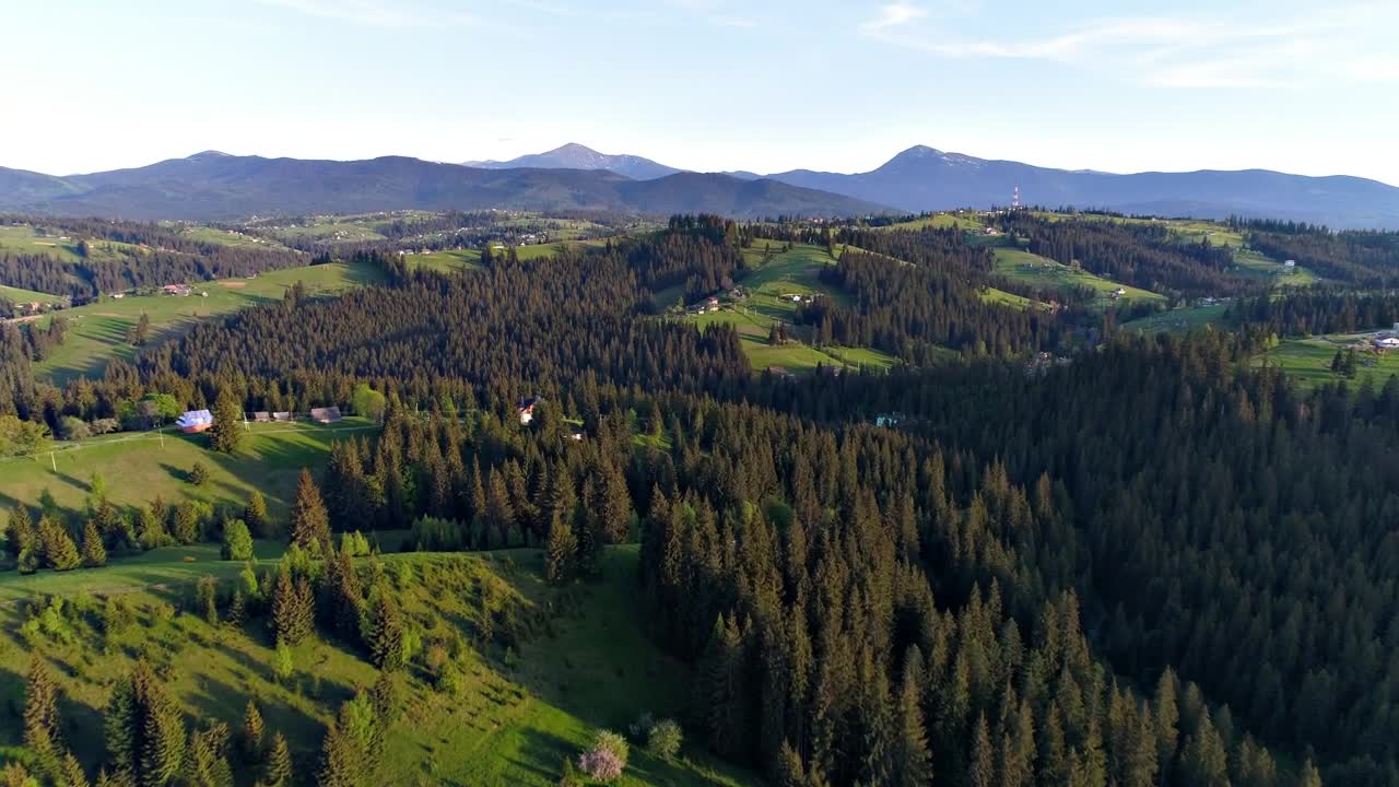 Stock Video Flying Over A Pine Forest In Spring Live Wallpaper For PC