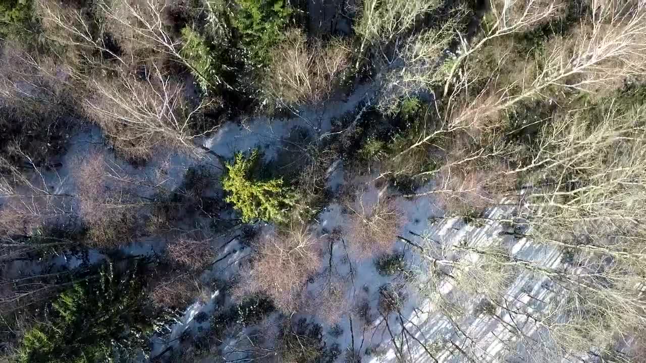 Stock Video Flying Over A Mixed Forest In The Snow Live Wallpaper For PC