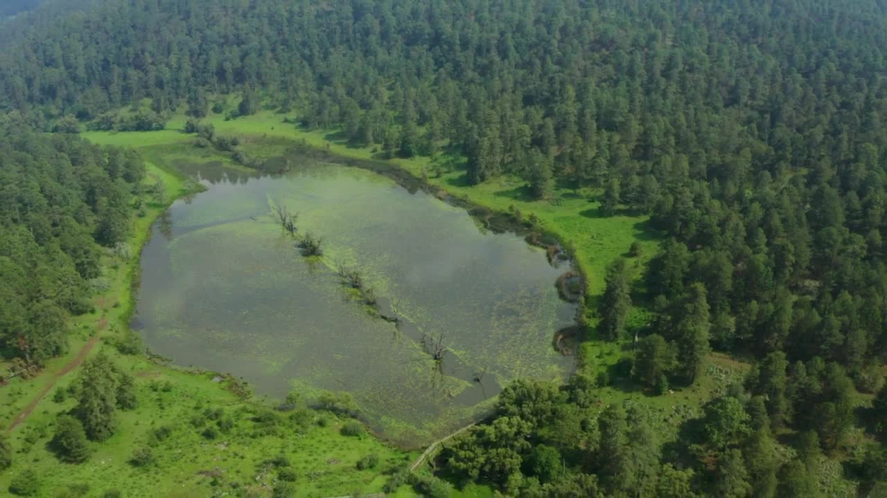Stock Video Flying Over A Huge Pine Forest With A Lake Live Wallpaper For PC