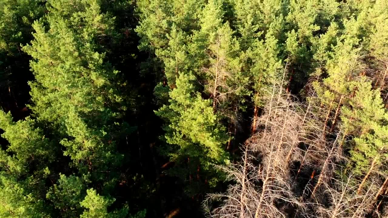 Stock Video Flying Over A Green Pine Forest In The Morning Live Wallpaper For PC