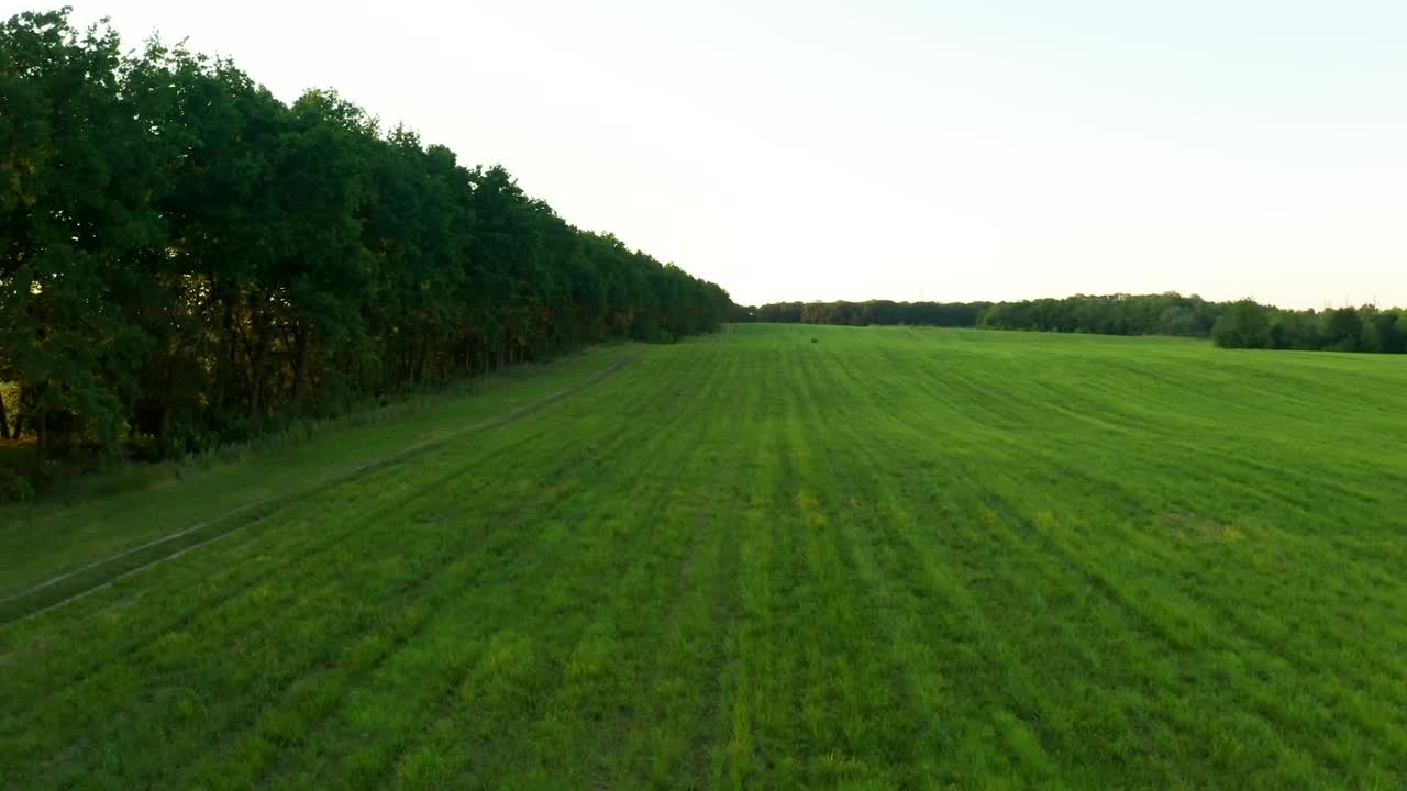 Stock Video Flying Over A Green Field And A Tree Line Live Wallpaper For PC
