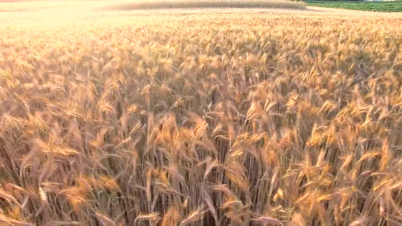 Stock Video Flying Over A Golden Wheat Field Live Wallpaper For PC