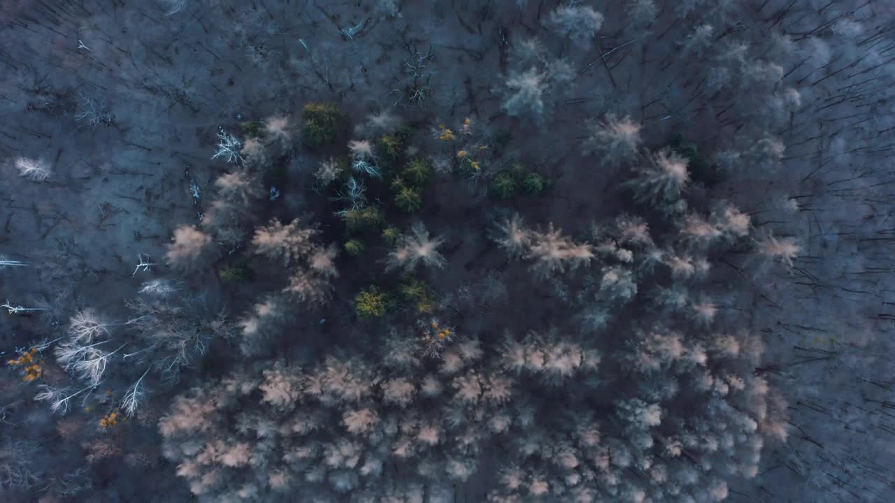 Stock Video Flying Over A Frozen Forest Live Wallpaper For PC