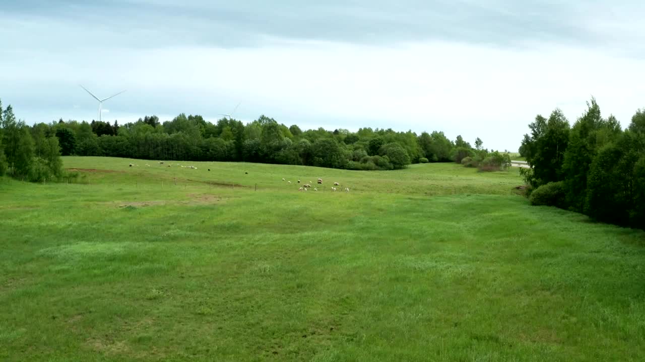 Stock Video Flying Over A Field Of Sheep Live Wallpaper For PC