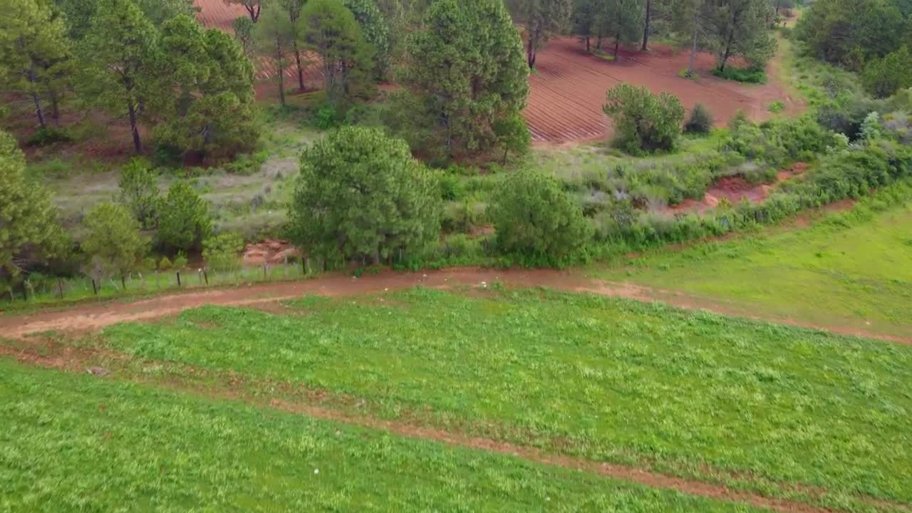 Stock Video Flying Over A Field In A Large Forest Covered With Live Wallpaper For PC