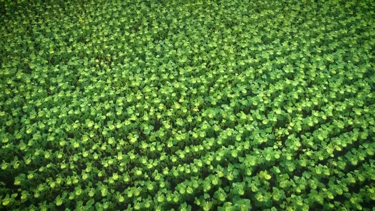 Stock Video Flying Over A Field Full Of Sunflowers Live Wallpaper For PC
