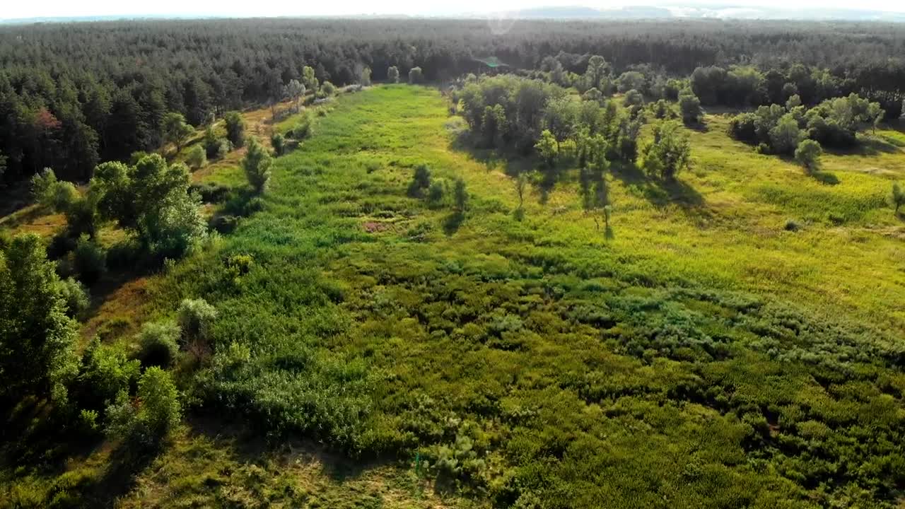 Stock Video Flying Over A Clear Space In The Forest Live Wallpaper For PC