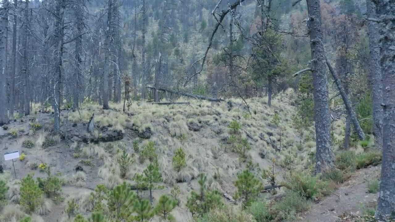 Stock Video Flying Low Through A Forest Live Wallpaper For PC