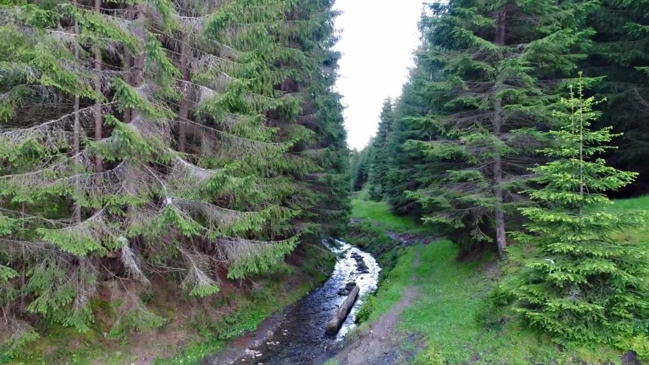 Stock Video Flying Down A River In A Green Forest Live Wallpaper For PC