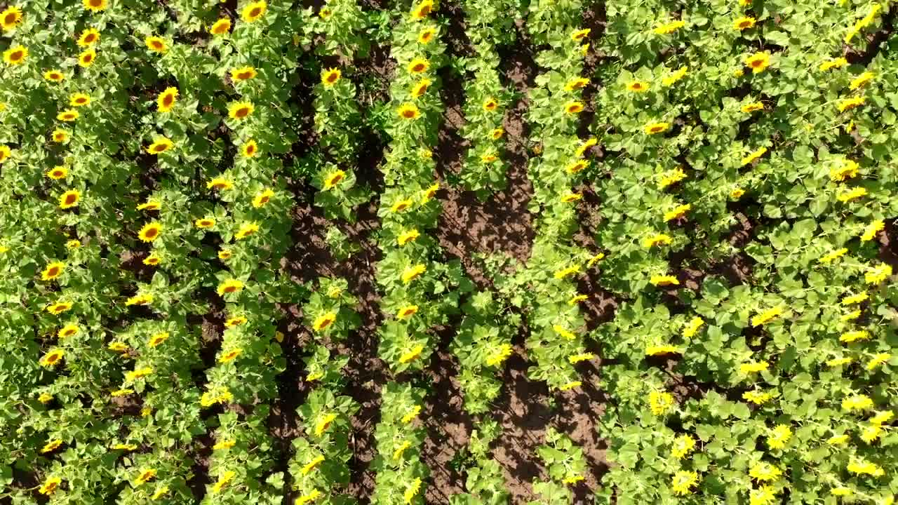 Stock Video Flying And Spinning Over A Sunflower Field Live Wallpaper For PC