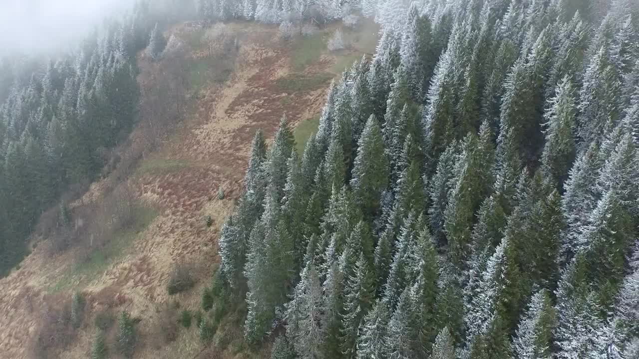 Stock Video Flying Above The Winter Forest Live Wallpaper For PC