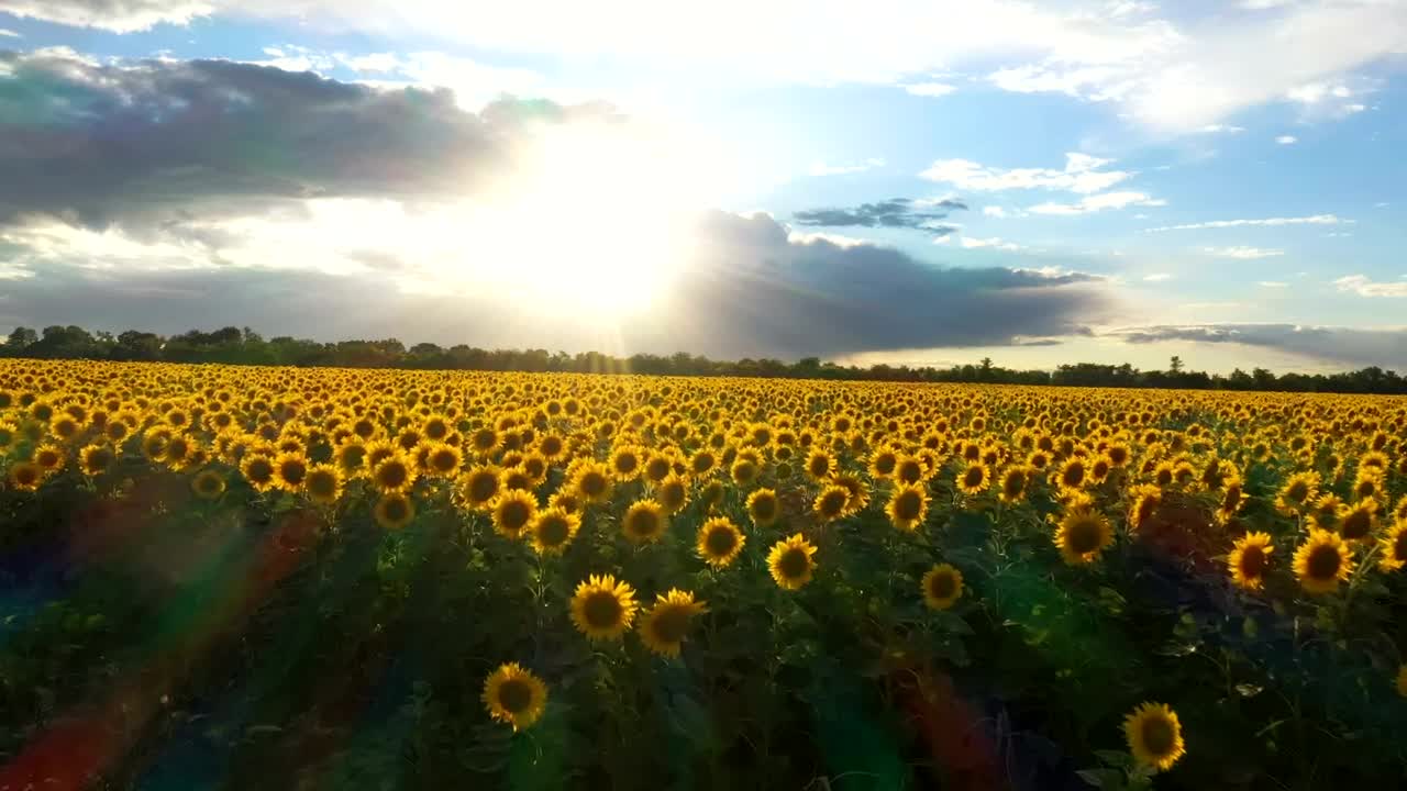 Stock Video Flying Above A Sunflower Field In The Sunset Live Wallpaper For PC
