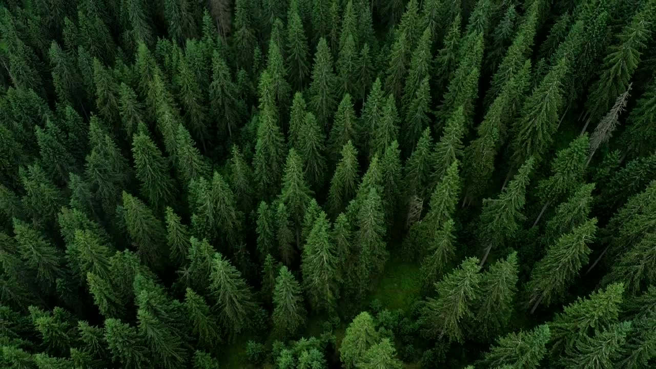 Stock Video Flying Above A Beautiful Pine Forest Live Wallpaper For PC