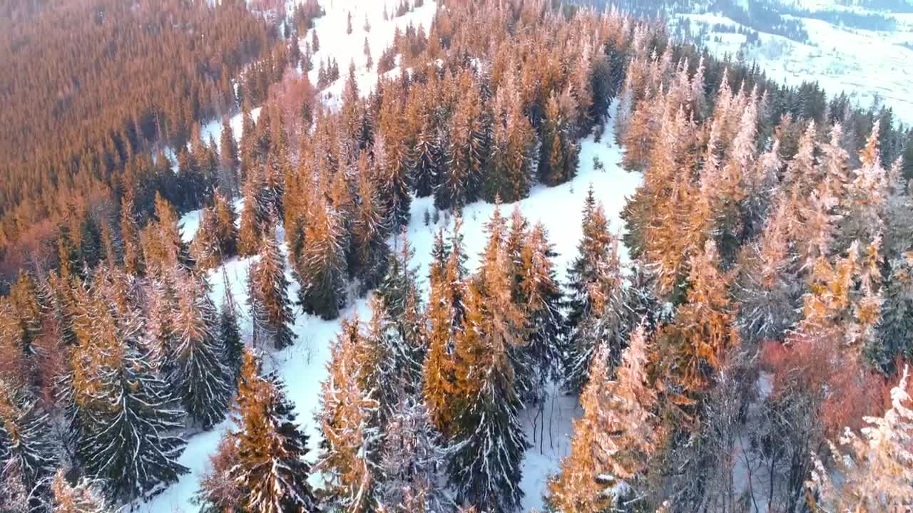 Stock Video Flying A Dry Pine Forest In Winter Live Wallpaper For PC