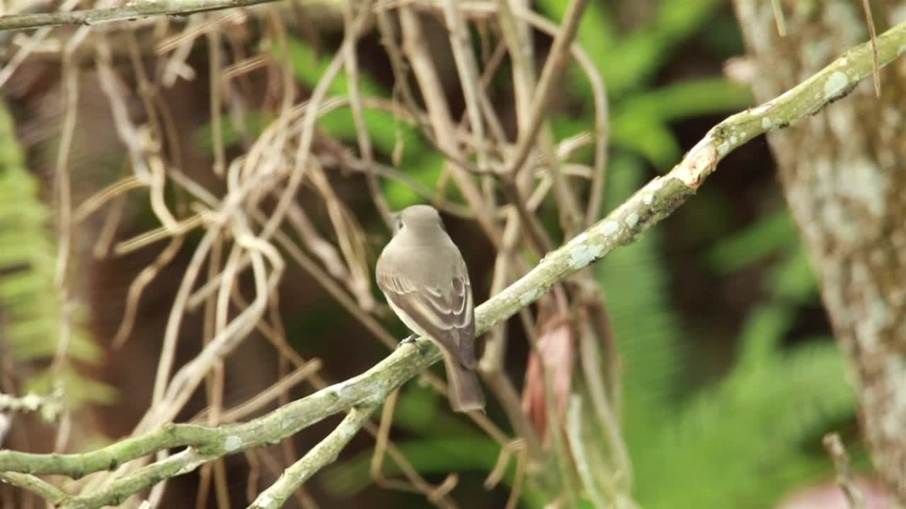 Stock Video Flycatcher Quickly Flying Down Live Wallpaper For PC