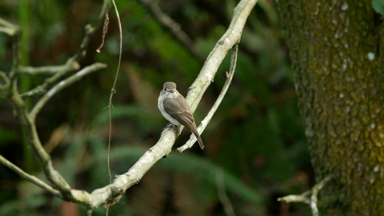 Stock Video Flycatcher Looking Around Live Wallpaper For PC