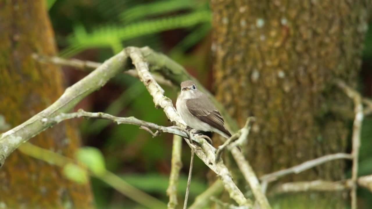 Stock Video Flycatcher At The Edge Of A Forest Live Wallpaper For PC