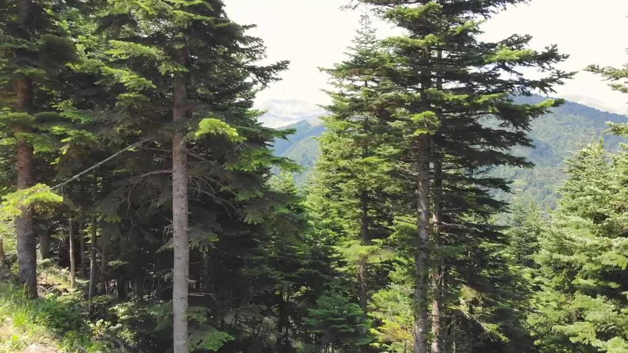 Stock Video Fly Through The Trees Into The Mountains Live Wallpaper For PC