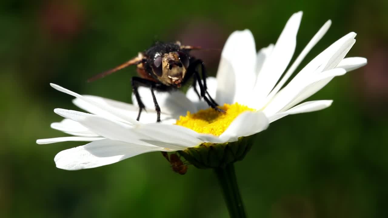 Stock Video Fly On A Daisy Live Wallpaper For PC