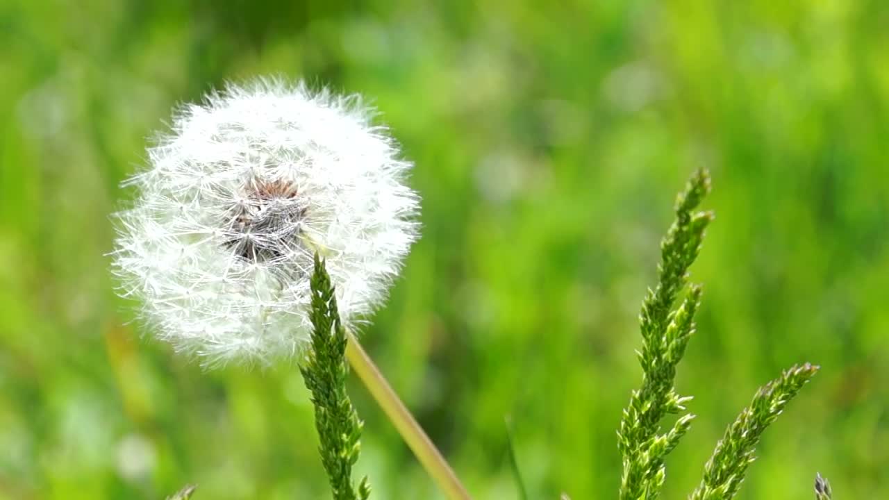 Stock Video Fluffy Dandelion In The Wild Live Wallpaper For PC