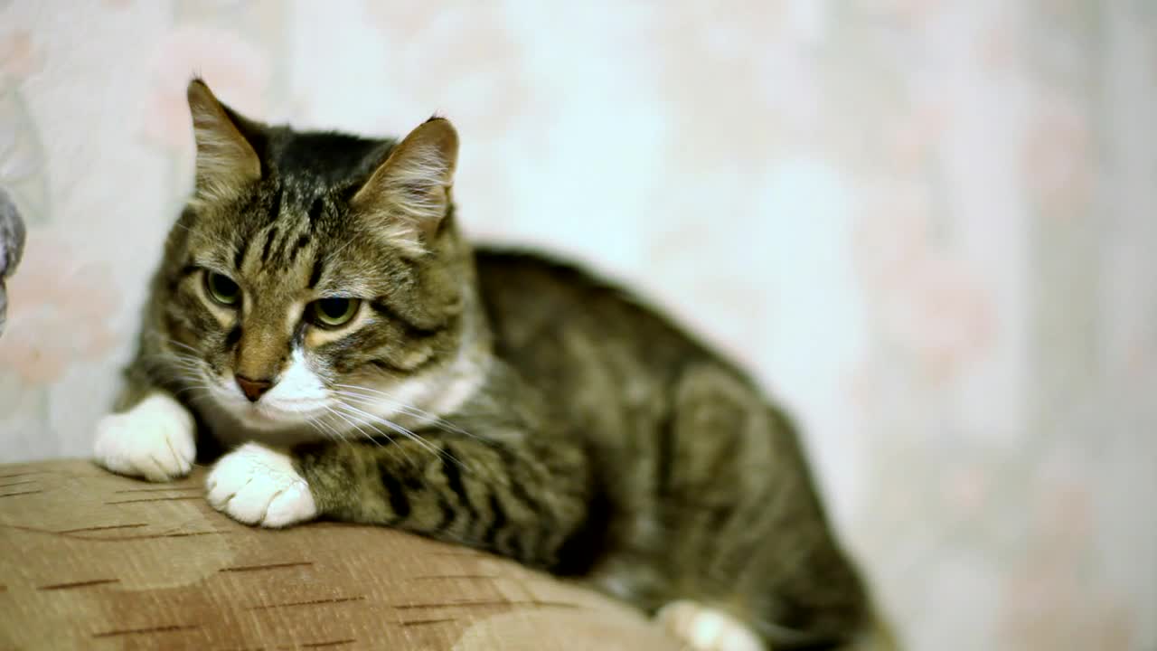 Stock Video Fluffy Cat Resting At The Couch Live Wallpaper For PC