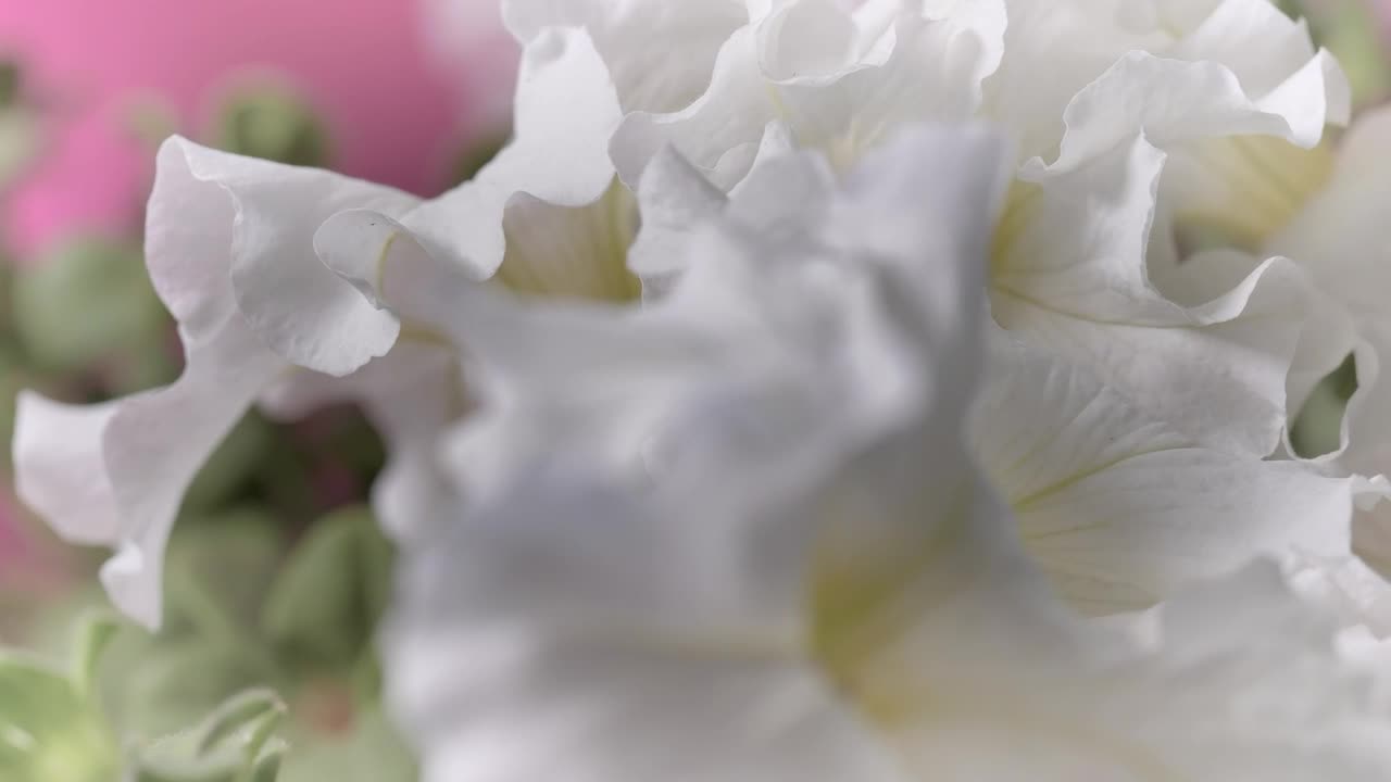Stock Video Flowers With Large White Petals Live Wallpaper For PC