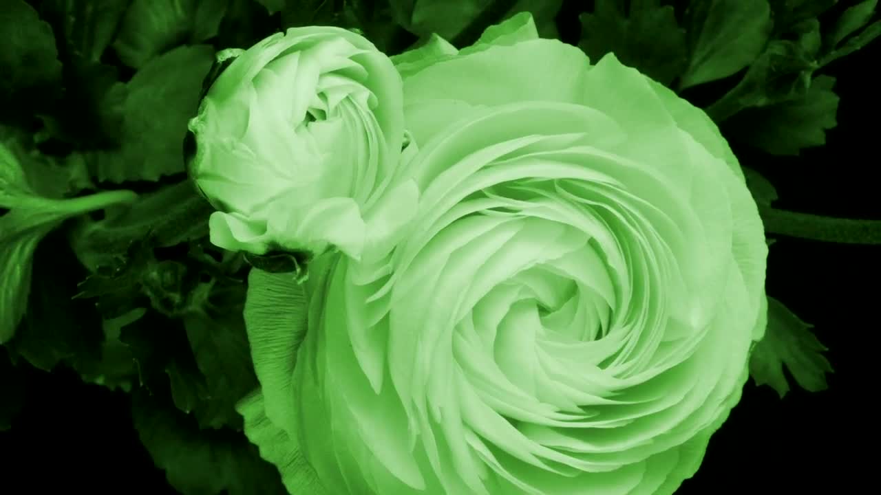 Stock Video Flowers Slowly Opening Live Wallpaper For PC